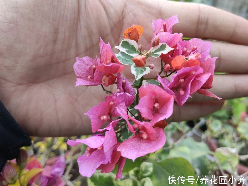 三角梅的正确打理技巧，买到就要做对，养护才简单，才能四季开花