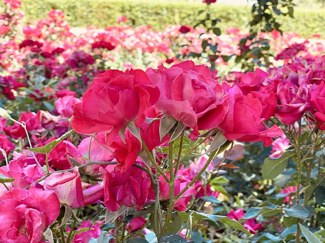 花海|必打卡！临河这些花海已盛开