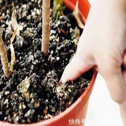 养花|花都是被浇死的！用这招养花，随便养养都爆盆