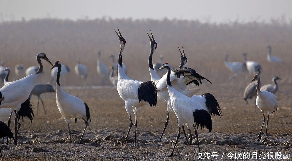 越冬丹顶鹤舞动江苏盐城湿地