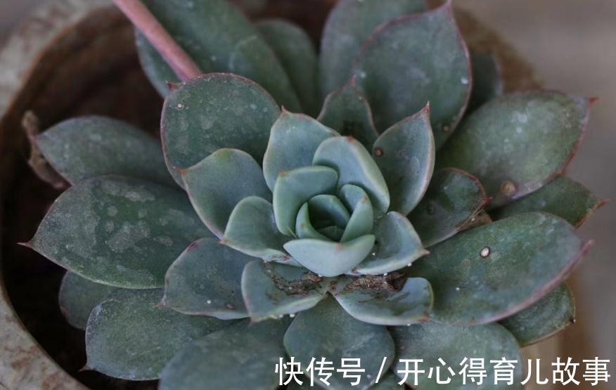 新手|新手的多肉养护知识,入坑肉肉的必看,让你的肉肉花开一串又一串