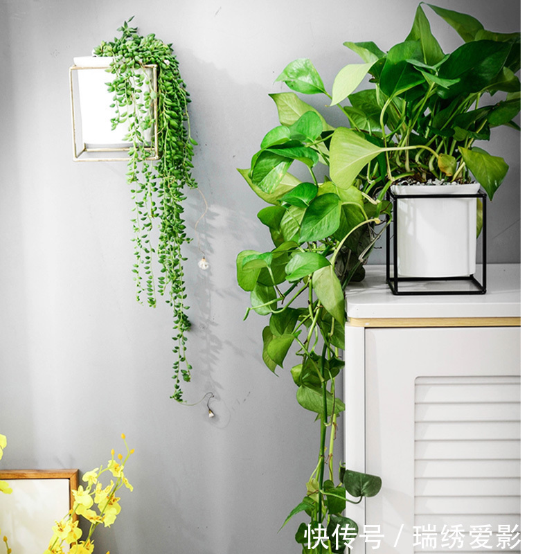 厕所再小，也要养盆吸味花，清除臭味、异味效果好