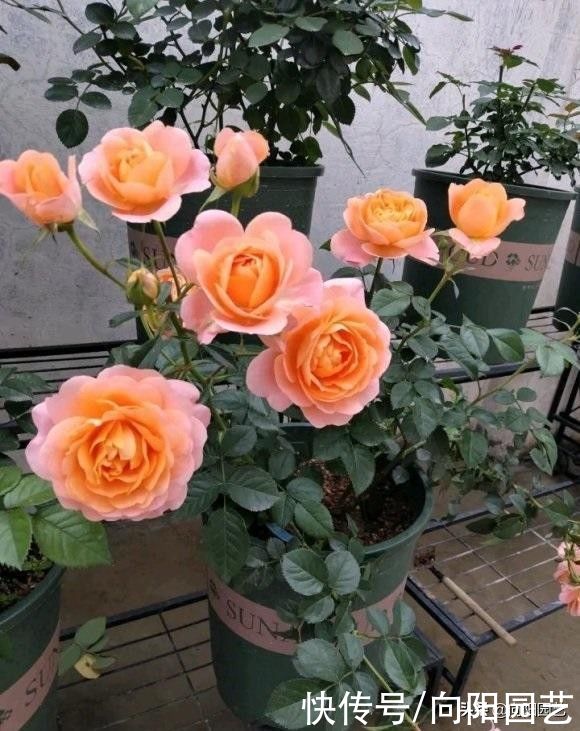 花苞|买的月季幼苗，还带着花苞！咔嚓一刀剪掉，花苞影响生长