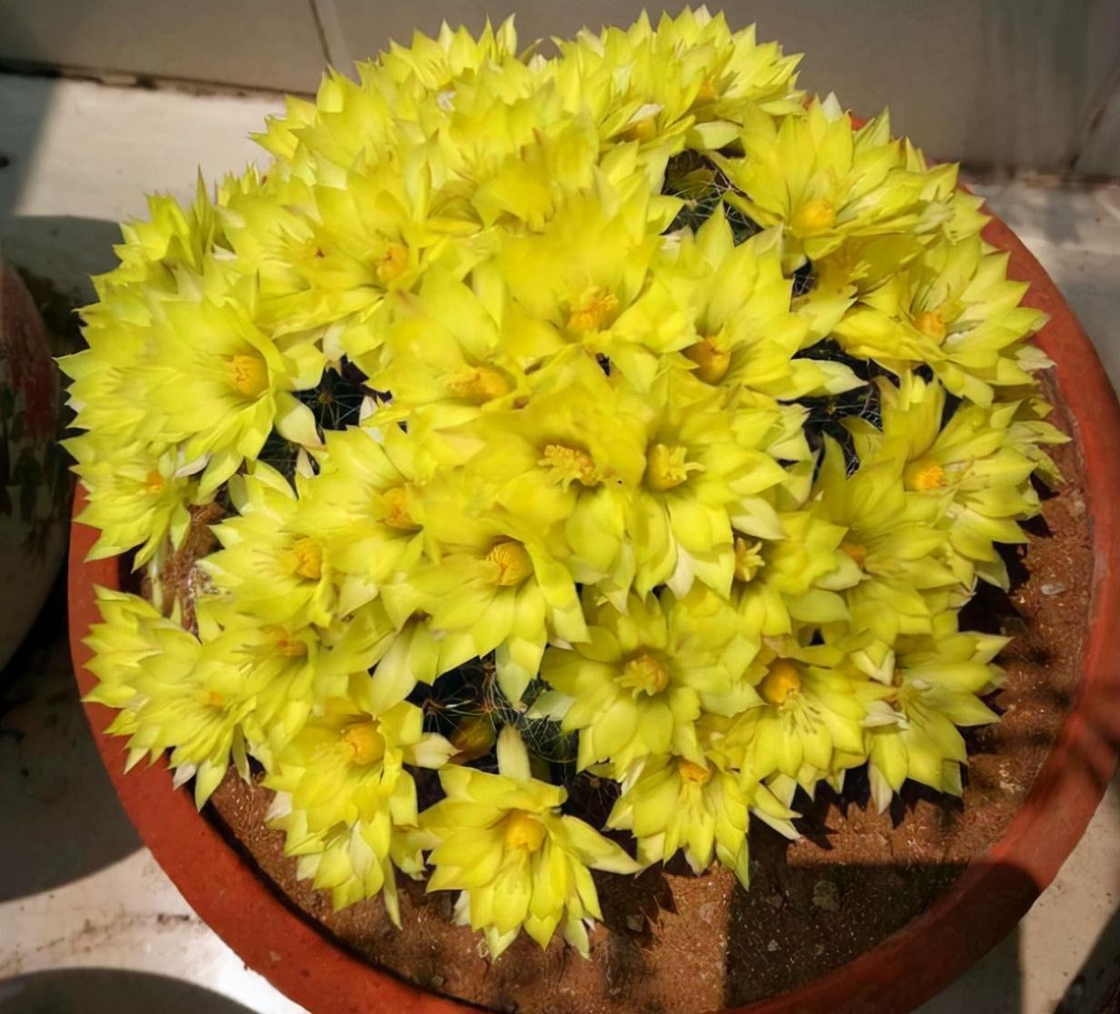 养不活花的人,建议养这“5种花”,好养好看又实用