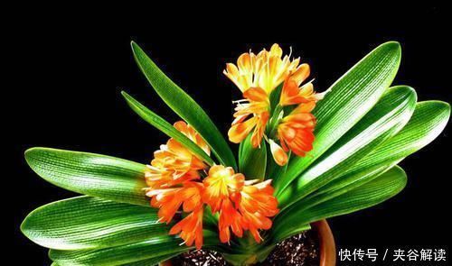 天气|天气变凉,家里种植的君子兰到了出花箭的时候,合理施肥很重要