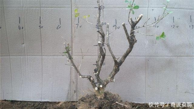 制作方法|黄杨盆景姿态优美是如何制作的?后期养护,盆景制作方法在这里