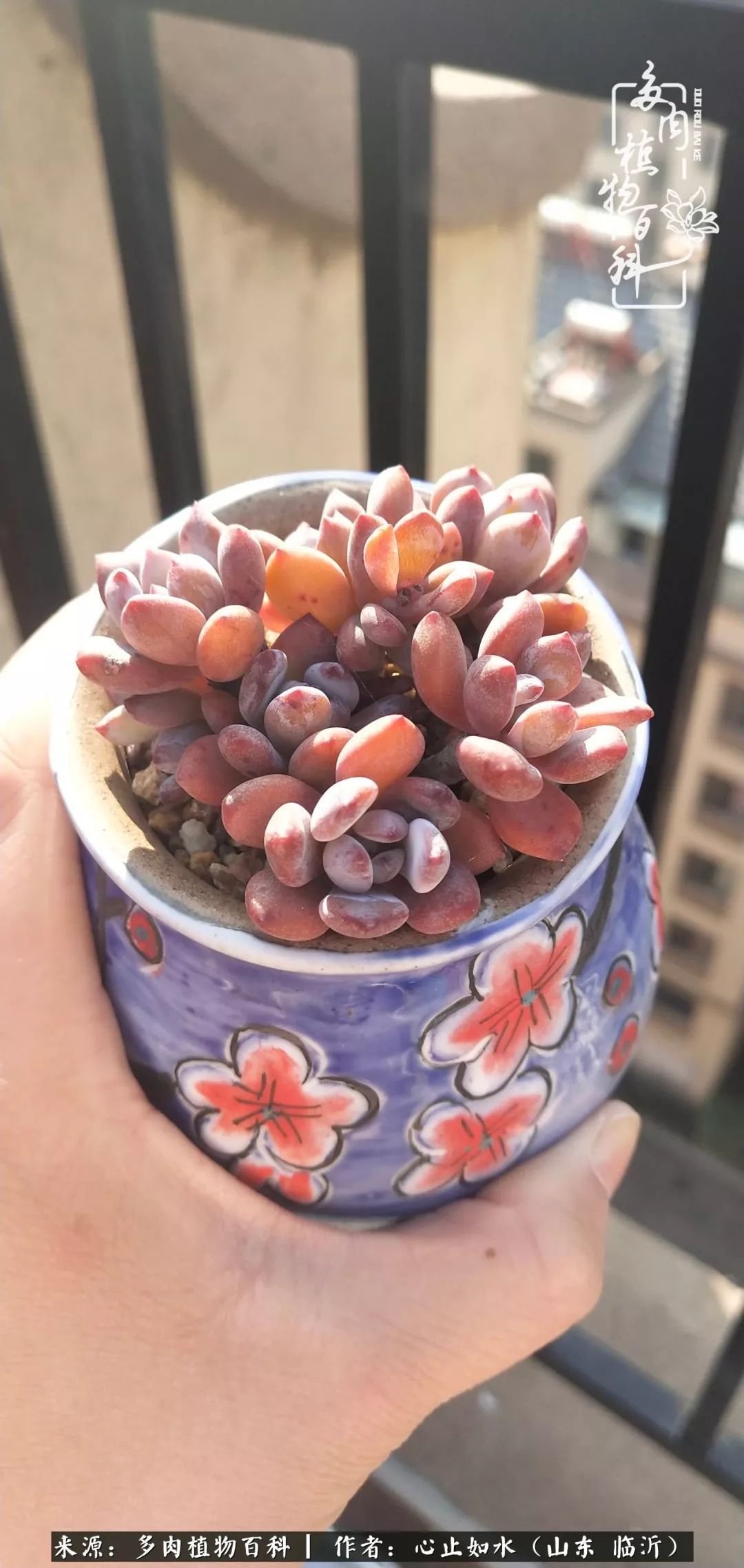 养多肉不只是说说而已，只要肯用心，它们绝对不会辜负你！