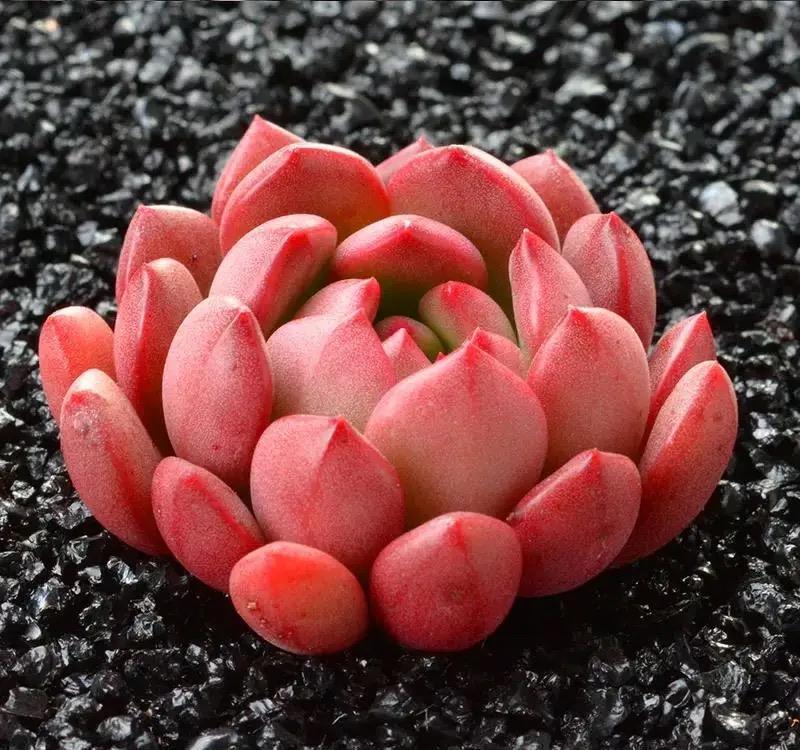 她养的多肉红宝石,叶色红得像火,特别漂亮