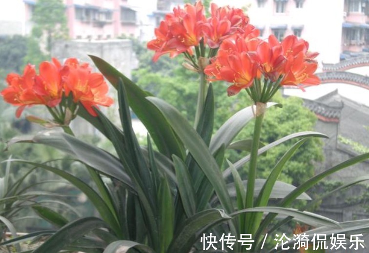 君子兰|养君子兰“不要等 ”，盆里加“1物”，快速出箭开出“大花球”！