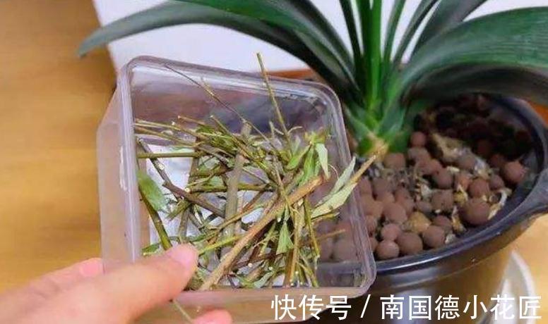 天然|1种很棒的天然生根剂,简单处理,养啥旺啥,却总被当垃圾丢了