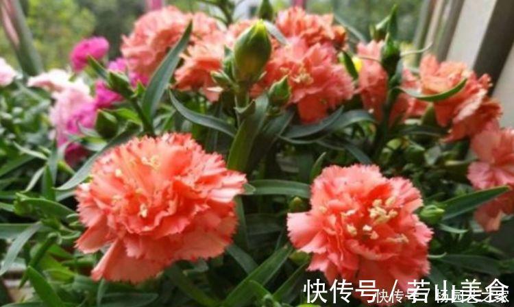 养花就养4种花，好养易活花量大，开花就爆盆，不易生病好养护