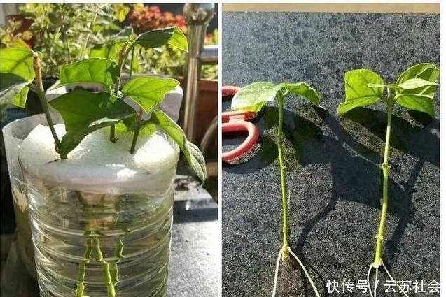 养茉莉花,掌握这5个“小窍门”,一年能开四岔花,简直是“开花机器”