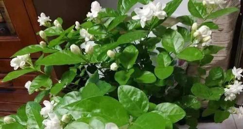 花卉|家里过期的小药片,用来养花,叶比巴掌大,花开满枝头!