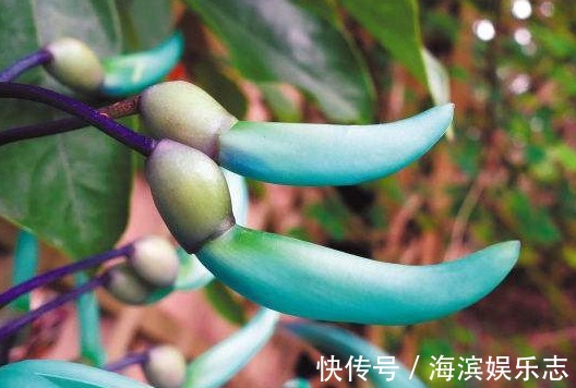 蓝绿色|它拥有世上独一无二的颜色，被誉为大自然的一串蓝，花开超美