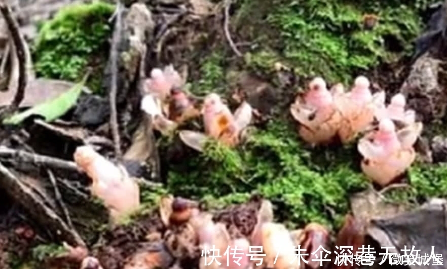 野生植物|山坡上的这种野草，选定一棵树就会呆一辈子，江湖人称“奴草”