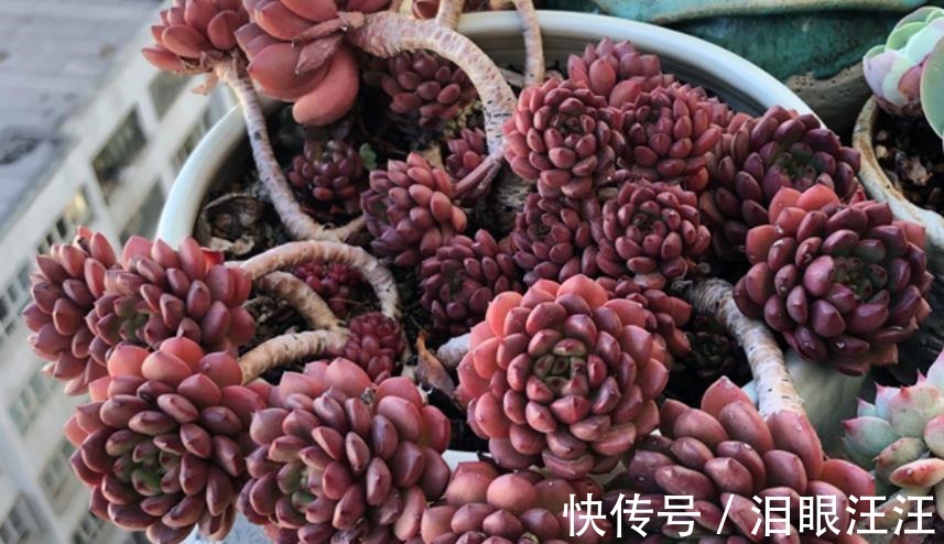 养护|4种漂亮多肉植物，号称“爆头小能手”，养一年长成群生手捧花