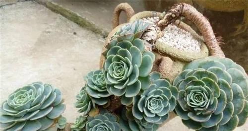 养多肉老桩没有捷径,踏踏实实才能长出状态,撸叶子只是表面功夫