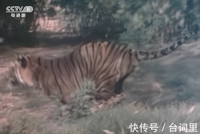 西游记中#虎虎生威:西游记中的猫科妖怪