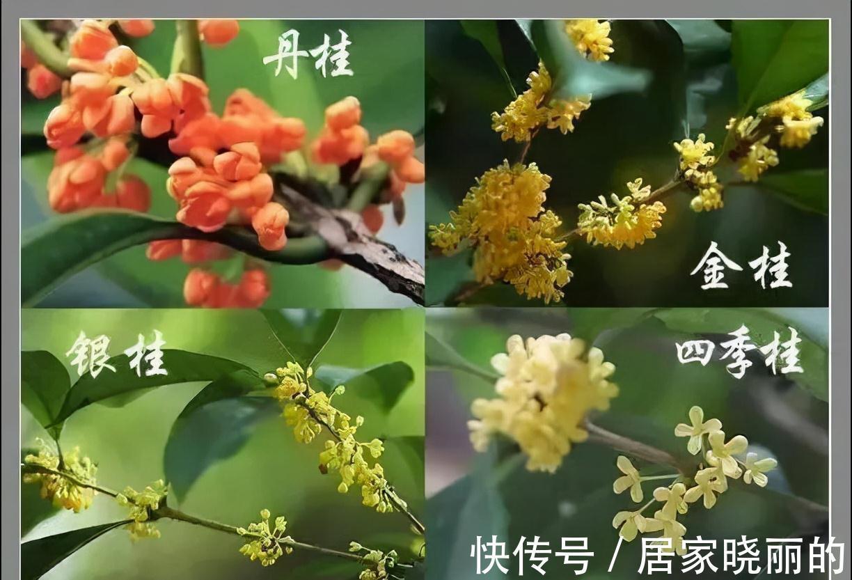 人养花，花亦养人！3种漂亮的花，建议养一些，能吃能看还能养人