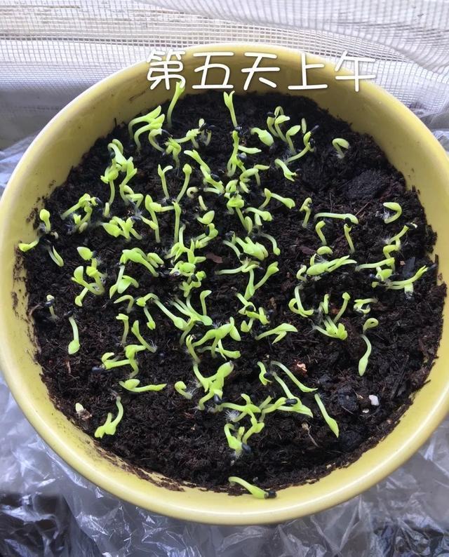 丢一把种子到水里,7天冒出小森林,越热越长个!绿植盆栽不用买