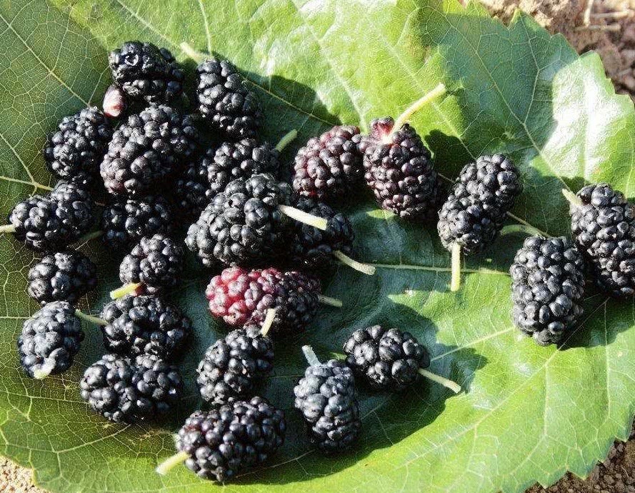 黑色素|肤色不好的人,远离3种食物,越吃皮肤“越黑”了!