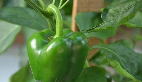 四季豆|糖尿病“救星”找到了,这两种菜比胰岛素更管用,只要几毛钱一斤