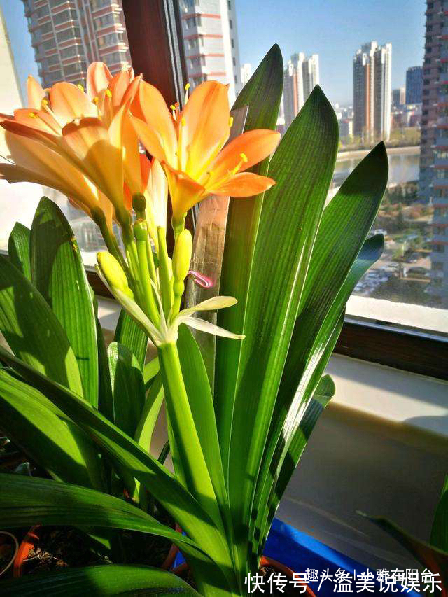 啤酒|君子兰用啤酒擦叶,要注意“一点”,叶更绿更亮,花更大更艳!