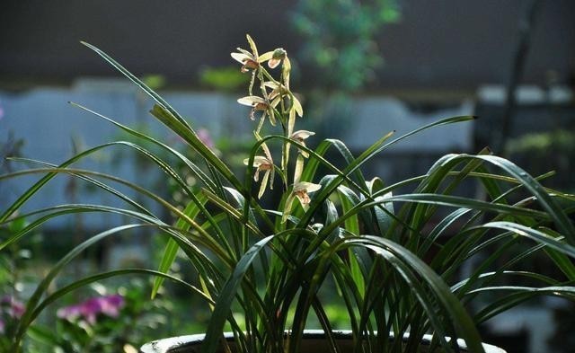 花儿|要兰花开花,有3个“催花”技巧,自然有花苞,花儿多美又香