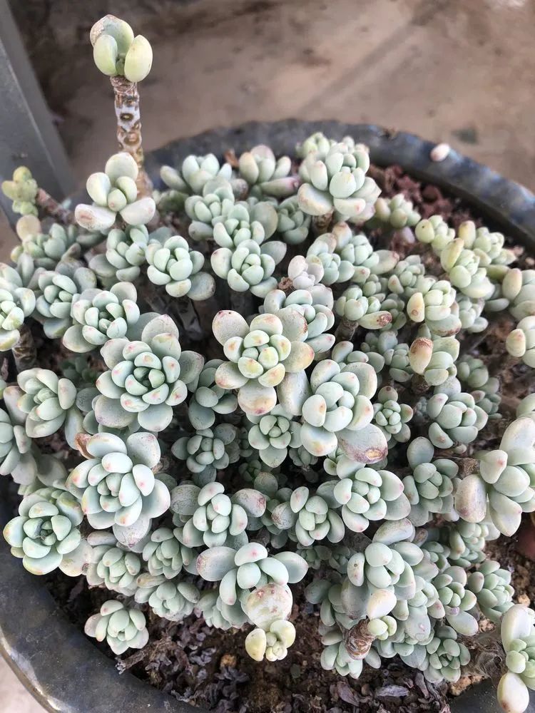 多肉小白三年励志对比养自己的花,爱自己的宇宙!