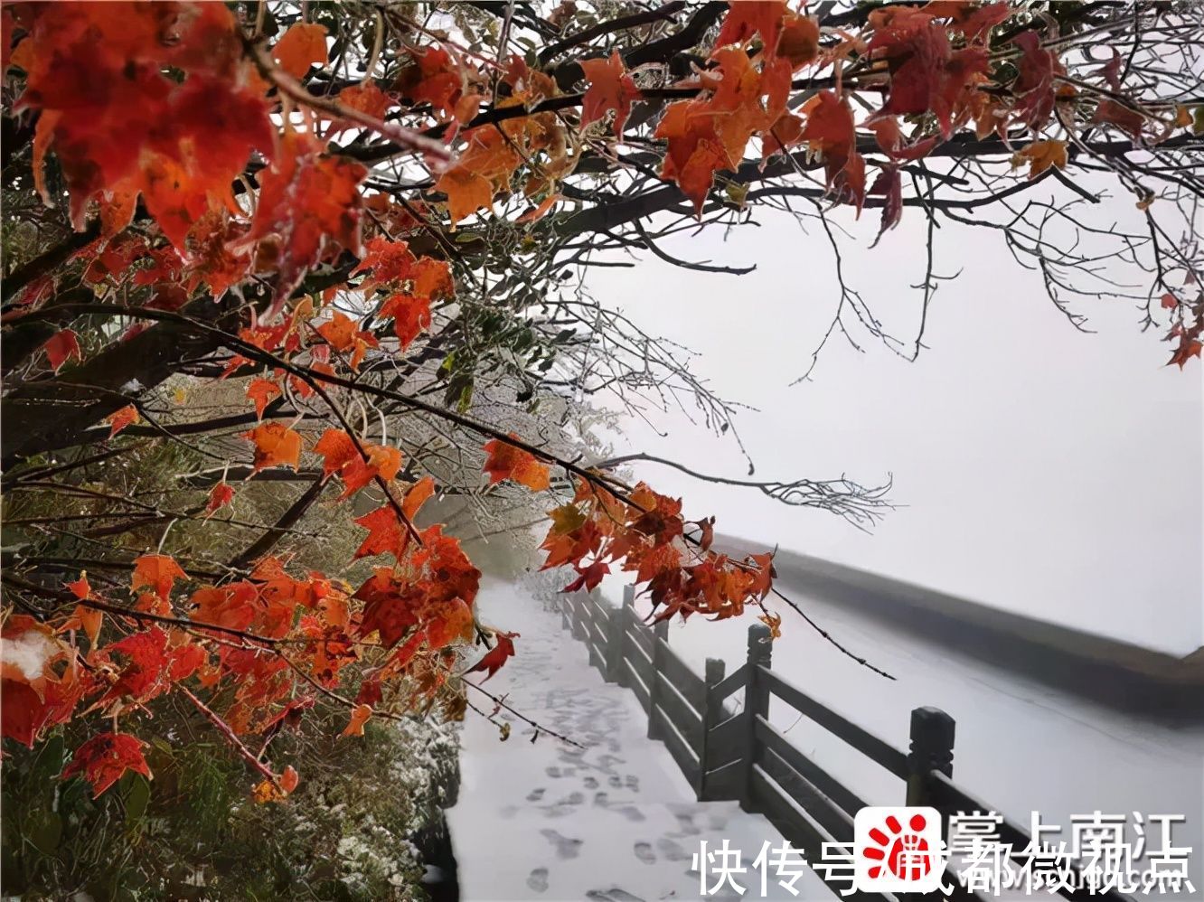 红叶|10月18日，一起去光雾山看红叶遇上白雪