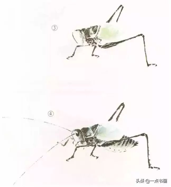 蝈蝈@国画教程——蝈蝈的画法