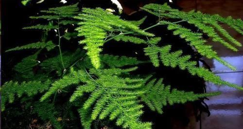 施肥|想要文竹长的旺,最好施什么肥?知道一点施肥再也不犯难!