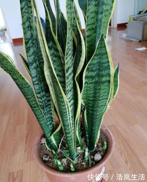 吸油烟|3种植物特能吸油烟，厨房养盆栽，怎能少得了“它们”