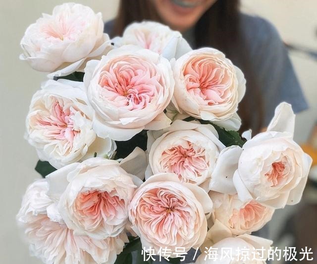 夏洛特|20种月季花品种介绍,简直美爆了!收藏啦……!