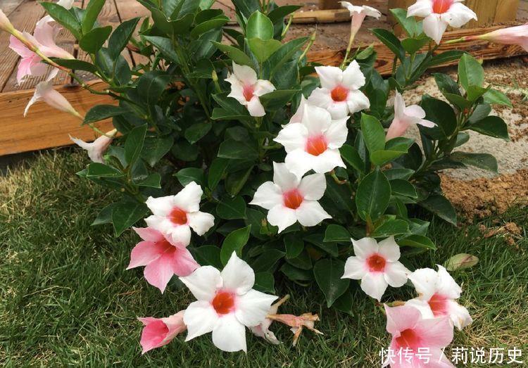 四季秋海棠|此几种花卉养在家里,一年开成瀑布花,美翻了