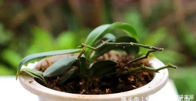 杜鹃花|3种花再喜欢,也别轻易买,虽然很漂亮,但能“养活”的人不多