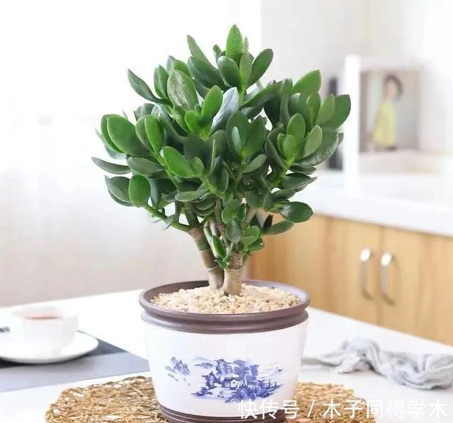 客厅养花就选这六种,寿命长、寓意好,省心又好养,你家养了几种