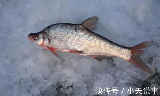 10种价格很高的淡水鱼,钓到这些鱼赶紧带回家