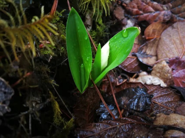 生物|杨向红镜头下的玉龙雪山奇花异草，见证了丽江生物多样性之美