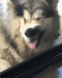 |搞笑GIF:妹子,你让我惊呆了,怎么做到的?