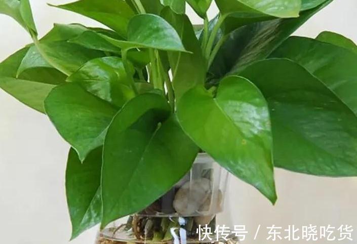 书房适合养这些精致盆栽,喜阴又好养,寓意好观赏价值高