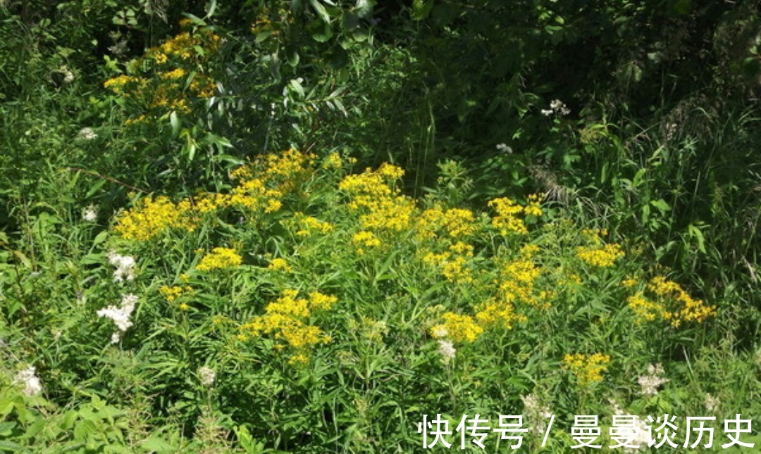 还魂草|乡下不起眼的“返魂草”，有如此多功效，为抗肿瘤的良药