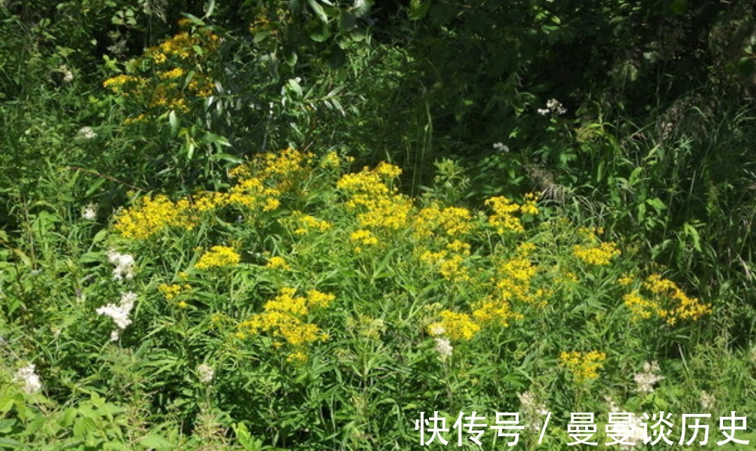 还魂草|乡下不起眼的“返魂草”,有如此多功效,为抗肿瘤的良药