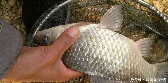 30年钓龄老钓友水库钓鱼,为何管理员说“您老以后别来了”