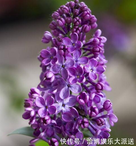 超哥|家里“3种花”不能见光，放暗处“摆好”，叶片油亮、花儿开得旺