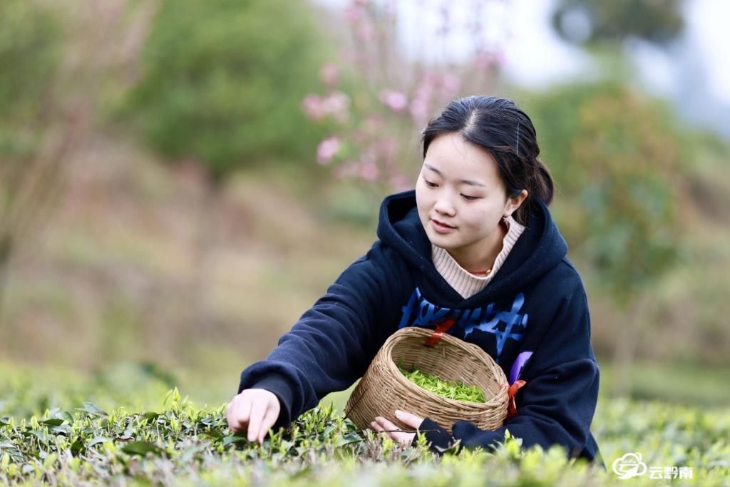 平塘：空山新雨 醉人茶香