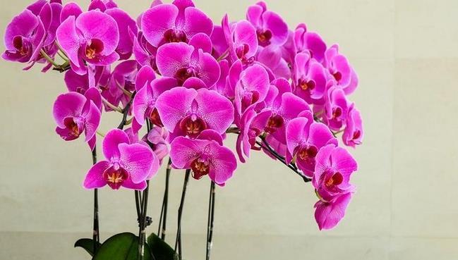 年宵花蝴蝶兰到手后怎么养?做好这6点,赏花无忧