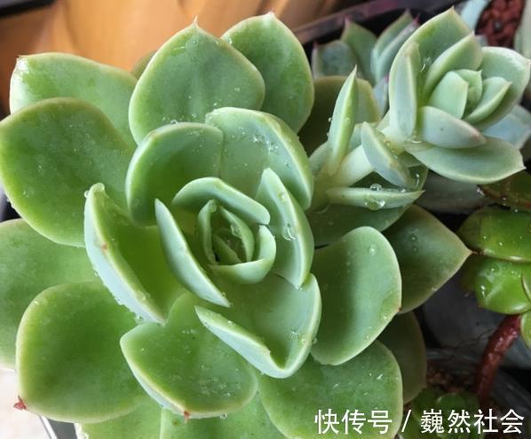 让多肉植物变美的3个技巧，起码要学会一个，才能说养过多肉！