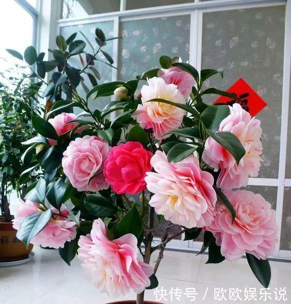 此花是中国传统名花,一树多色花,漂亮不输牡丹,北方也能养