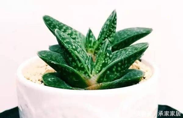 可惜|5种多肉植物能旺财,好看好养又不贵,不养几盆可惜了